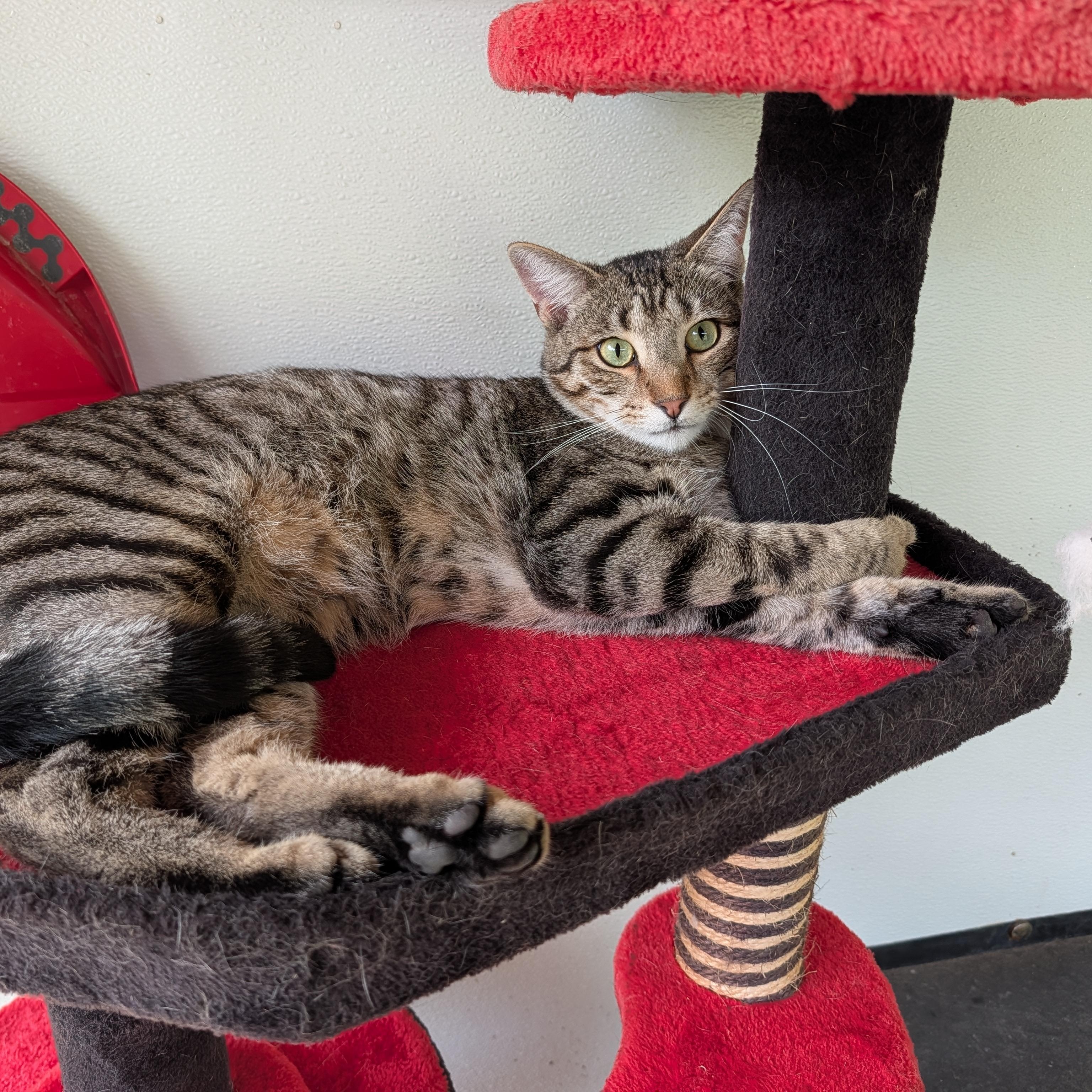 Enlarge Aramis, a Adoptable Domestic Short Hair in Waynesville, NC image 5/6