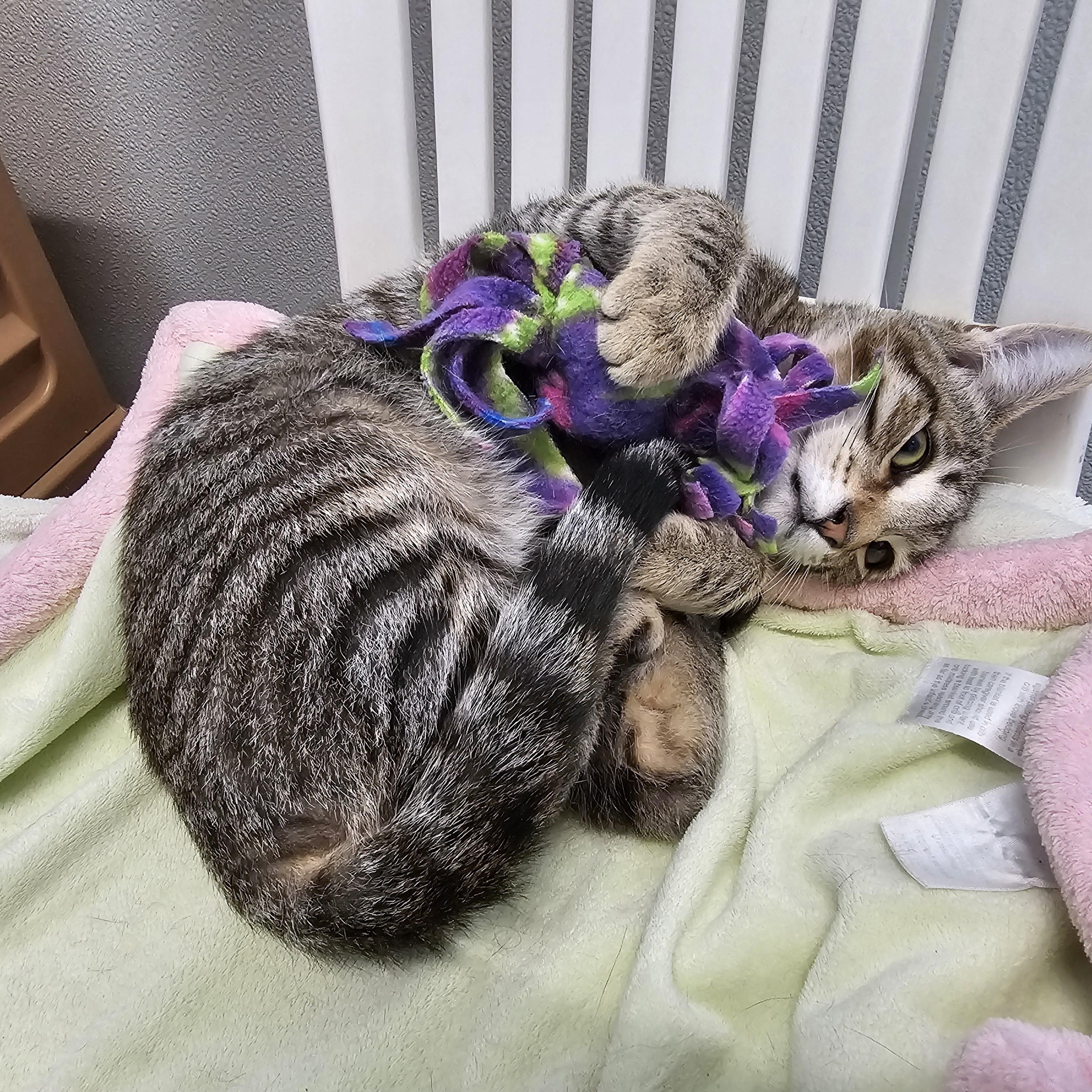 Enlarge Aramis, a Adoptable Domestic Short Hair in Waynesville, NC image 2/6