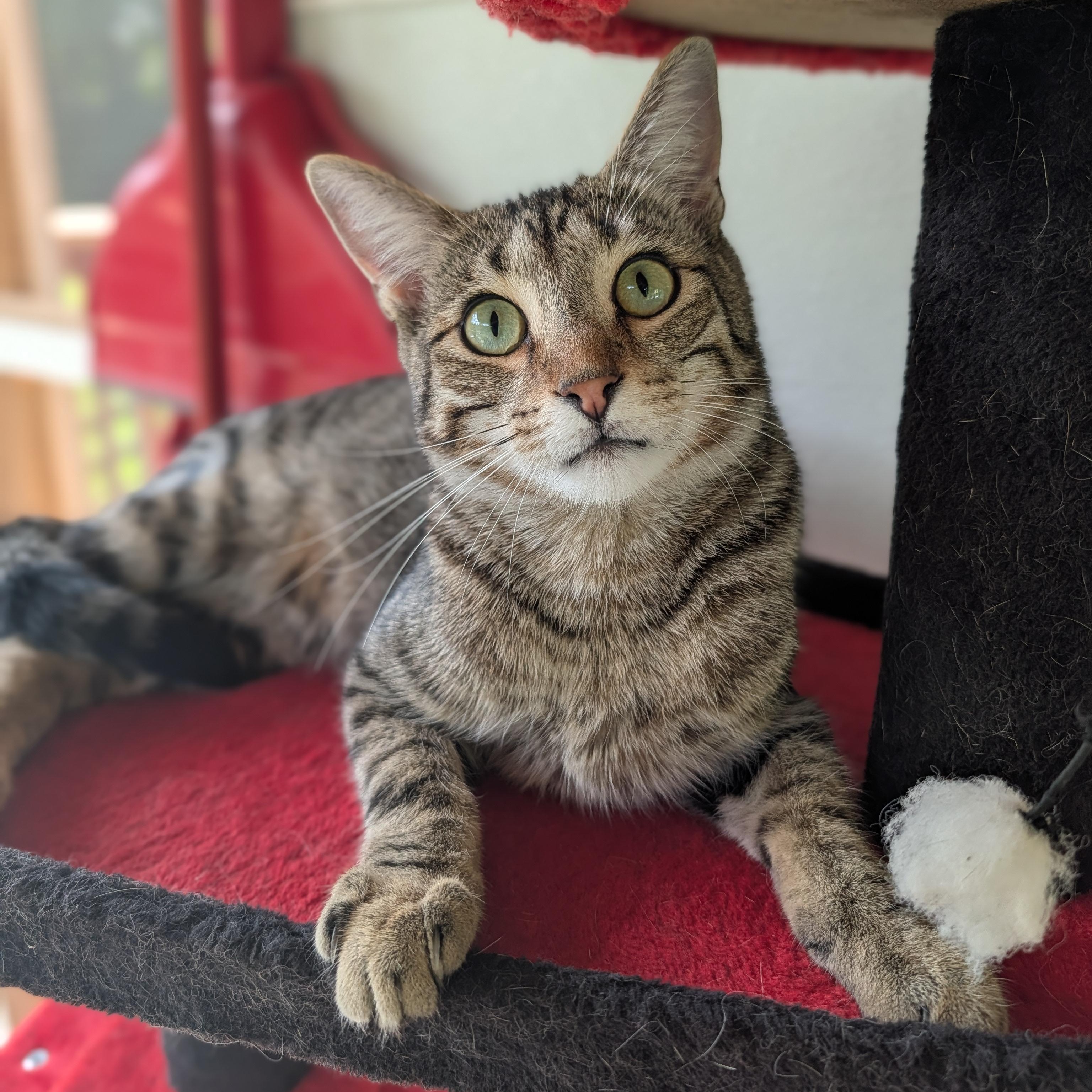 Aramis, Adoptable, Young Male Domestic Short Hair.