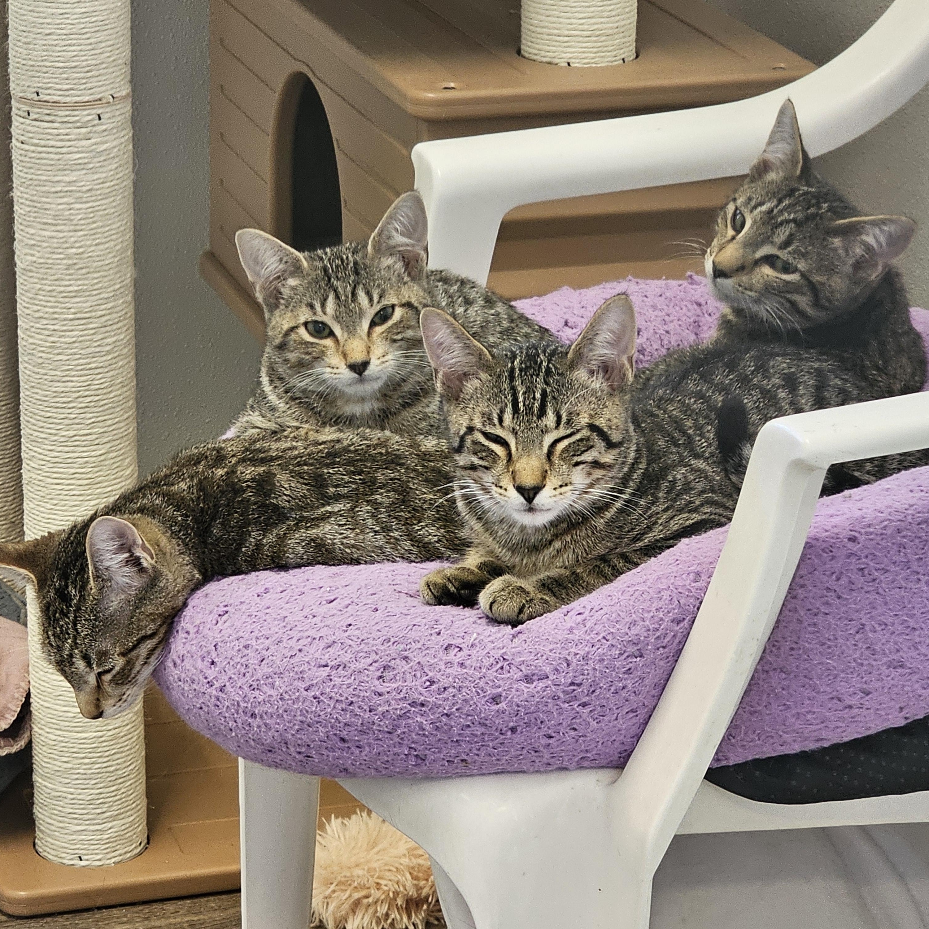 Enlarge Aramis, a Adoptable Domestic Short Hair in Waynesville, NC image 6/6