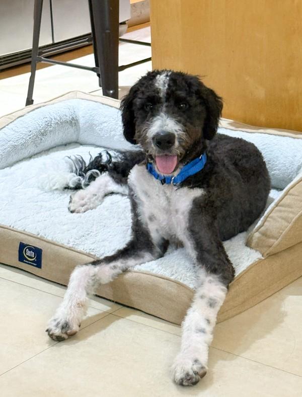 Socks, an adoptable Bernedoodle in Southport, CT, 06890 | Photo Image 3