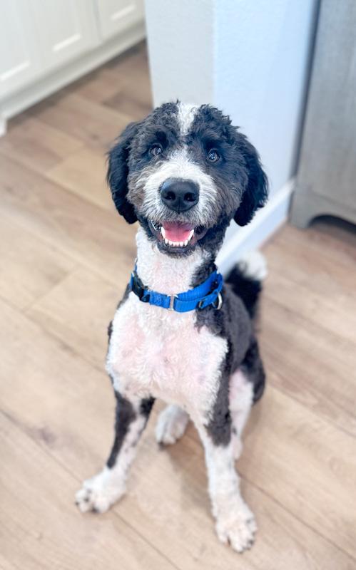 Socks, an adoptable Bernedoodle in Southport, CT, 06890 | Photo Image 2
