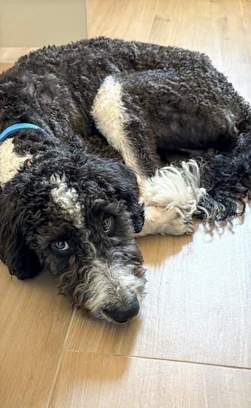 Socks, an adoptable Bernedoodle in Southport, CT, 06890 | Photo Image 4