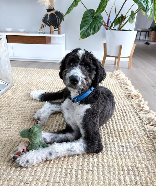 Socks, an adoptable Bernedoodle in Southport, CT, 06890 | Photo Image 1