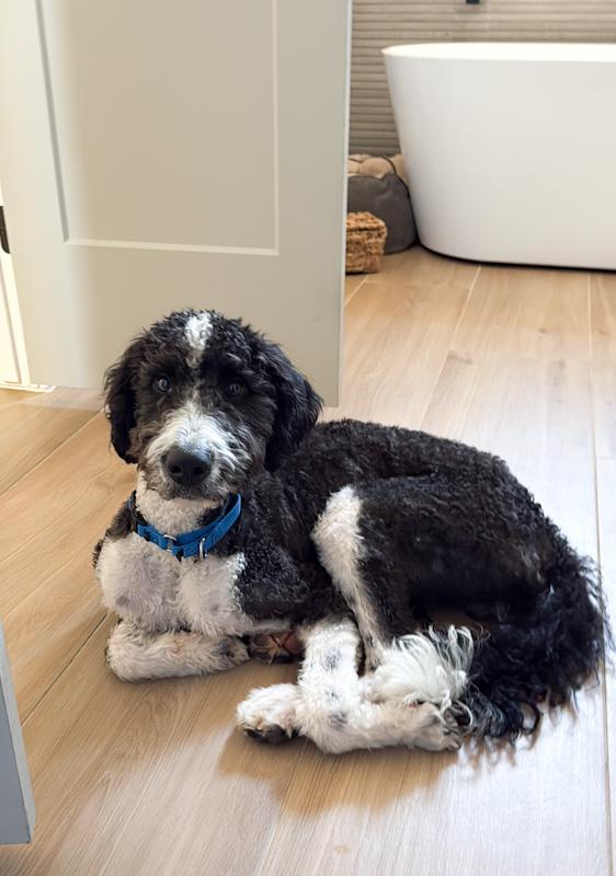 Socks, an adoptable Bernedoodle in Southport, CT, 06890 | Photo Image 5