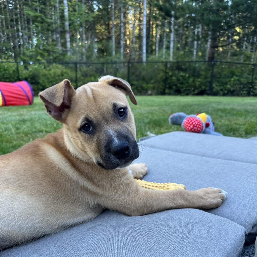 Odie - O Litter (Black) - AVAILABLE, a Adoptable Pit Bull Terrier in Seattle, WA image 2/6