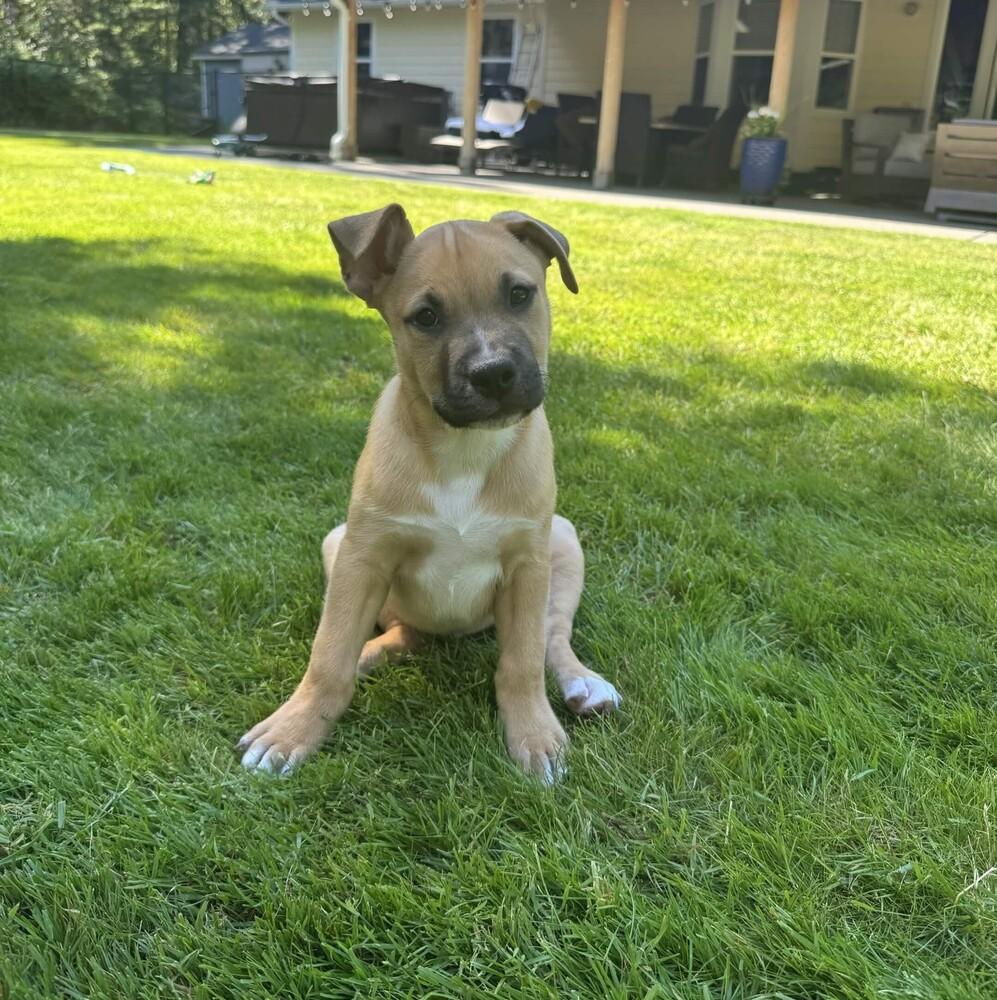 Odie - O Litter (Black) - AVAILABLE, a Adoptable Pit Bull Terrier in Seattle, WA image 3/6