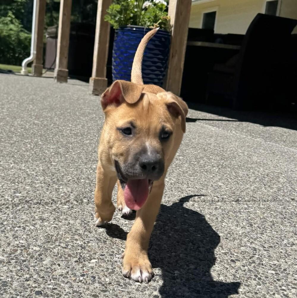 Odie - O Litter (Black) - AVAILABLE, a Adoptable Pit Bull Terrier in Seattle, WA image 4/6
