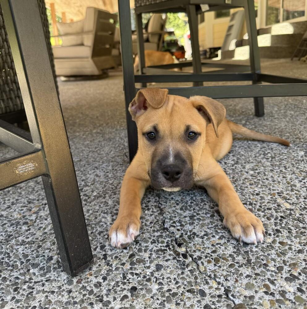 Odie - O Litter (Black) - AVAILABLE, a Adoptable Pit Bull Terrier in Seattle, WA image 5/6