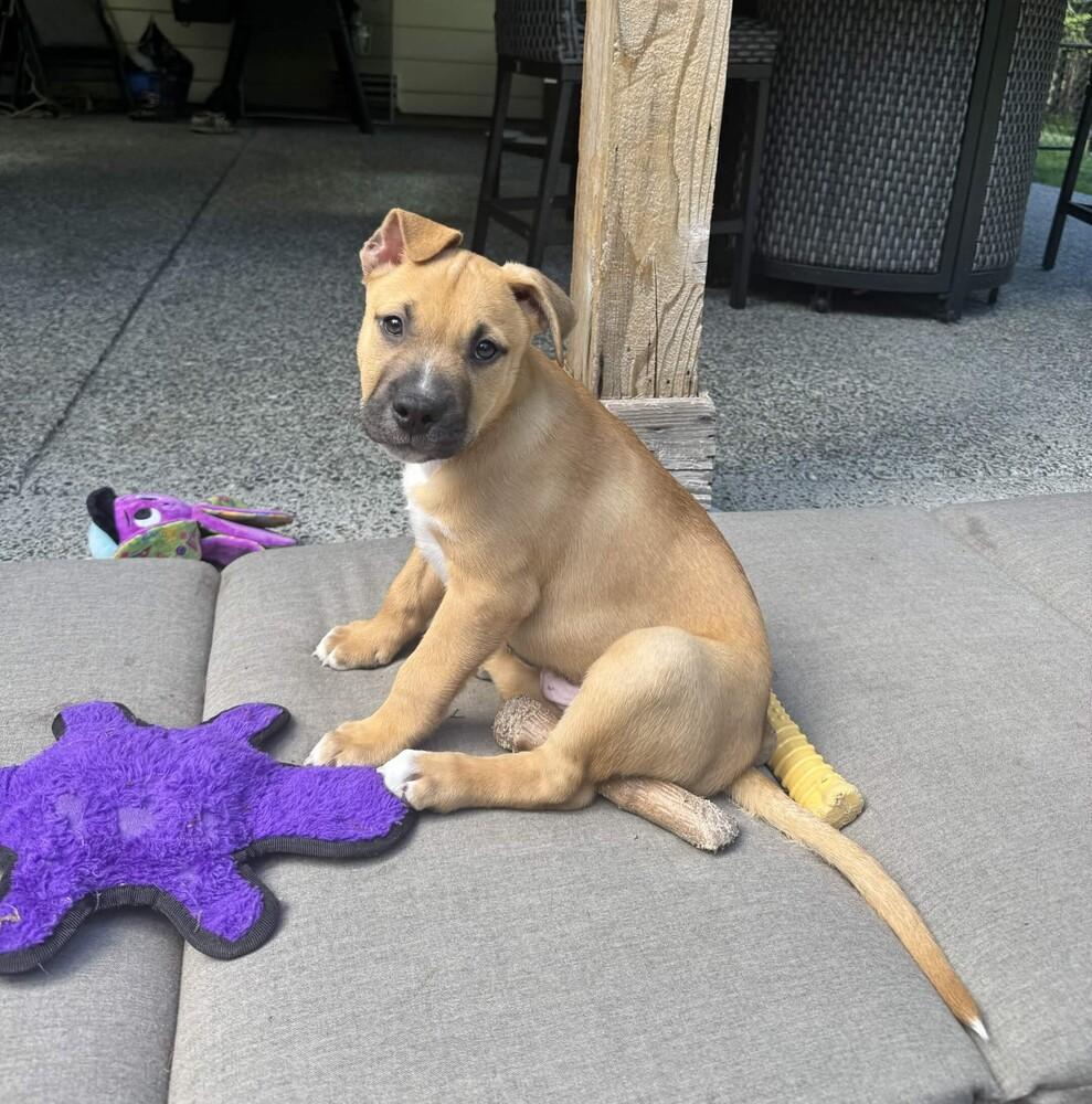 Odie - O Litter (Black) - AVAILABLE, a Adoptable Pit Bull Terrier in Seattle, WA image 6/6