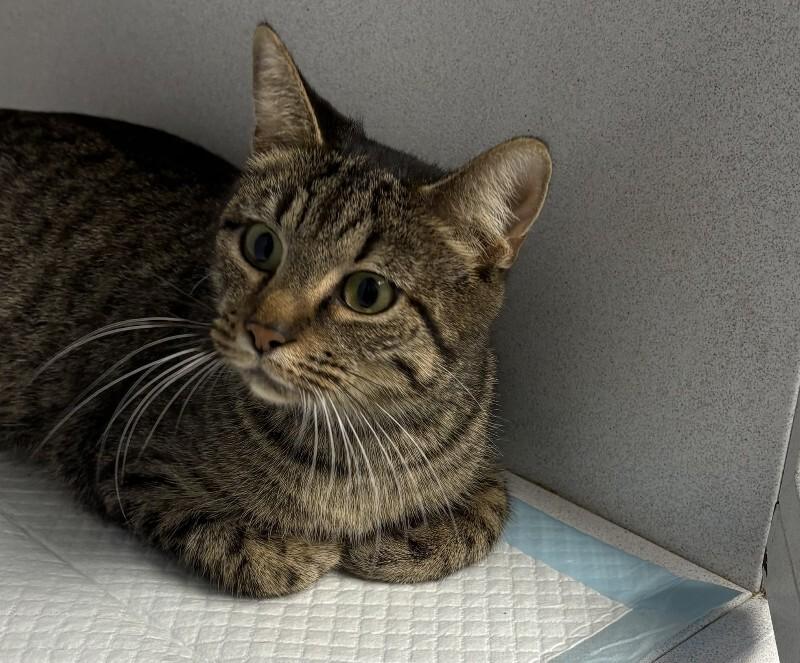 TESS 12/30/25, Adoptable, Adult Female Tabby.
