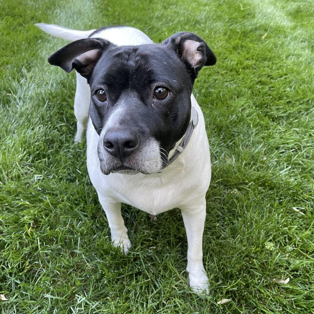 Beatrice, a Adoptable Mixed Breed in Winston-Salem, NC image 3/6