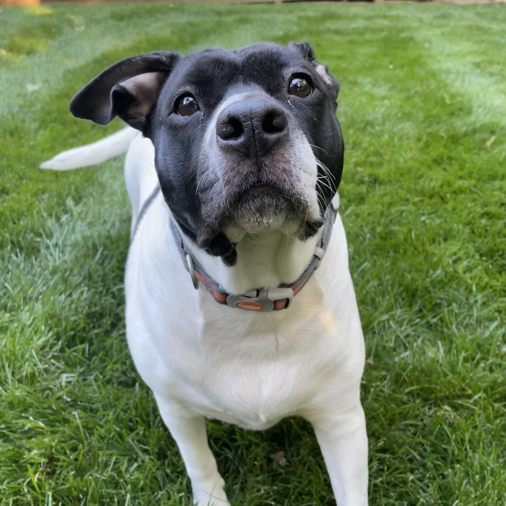 Beatrice, a Adoptable Mixed Breed in Winston-Salem, NC image 4/6