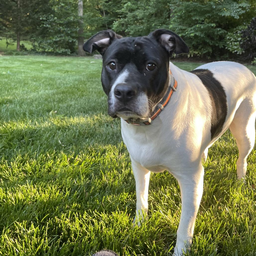Beatrice, a Adoptable Mixed Breed in Winston-Salem, NC image 6/6