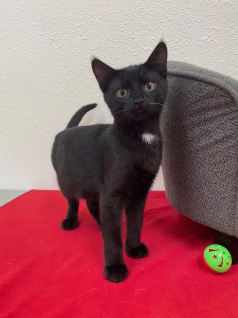 Enlarge Martini, a ADOPTABLE Domestic Short Hair in Red Wing, MN image 2/3