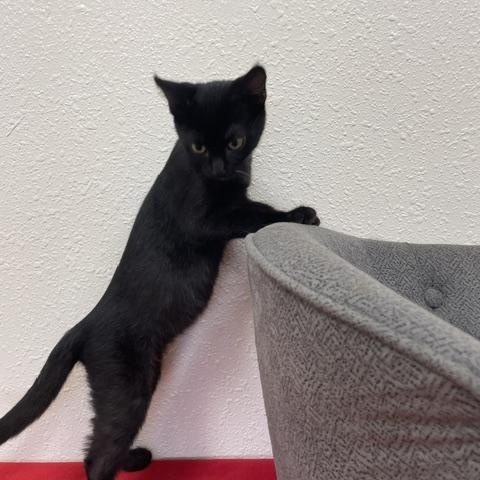 Enlarge Martini, a ADOPTABLE Domestic Short Hair in Red Wing, MN image 3/3