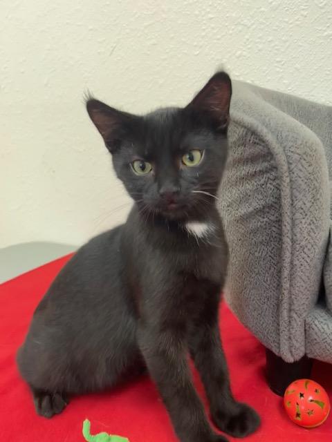 Martini, ADOPTABLE, Kitten Male Domestic Short Hair.