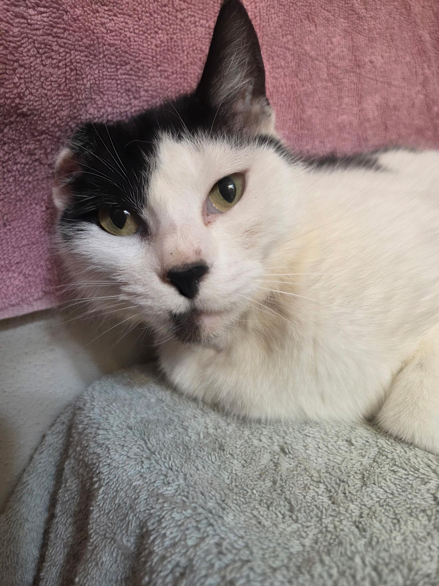 Vera, a ADOPTABLE Domestic Short Hair in Bradenton, FL image 3/3