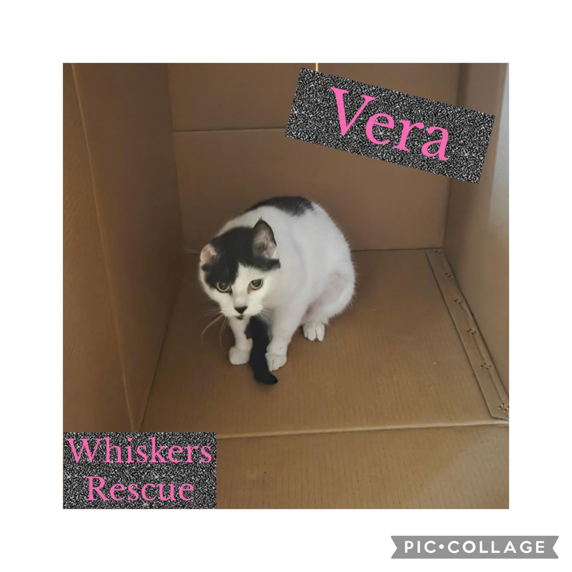 Vera, a ADOPTABLE Domestic Short Hair in Bradenton, FL image 2/3