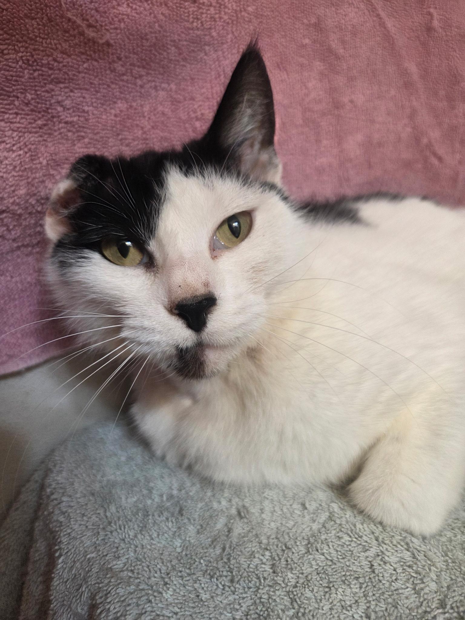 Vera, a ADOPTABLE Domestic Short Hair in Bradenton, FL image 1/3