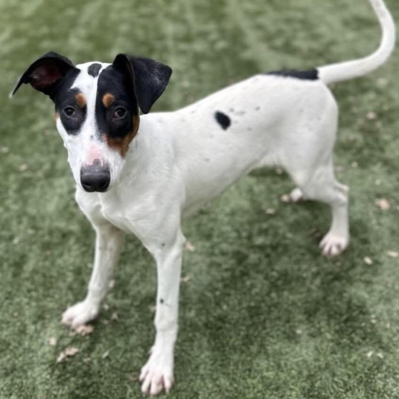 Twizzler, an adoptable Doberman Pinscher, Cattle Dog in Santa Rosa, CA, 95403 | Photo Image 1