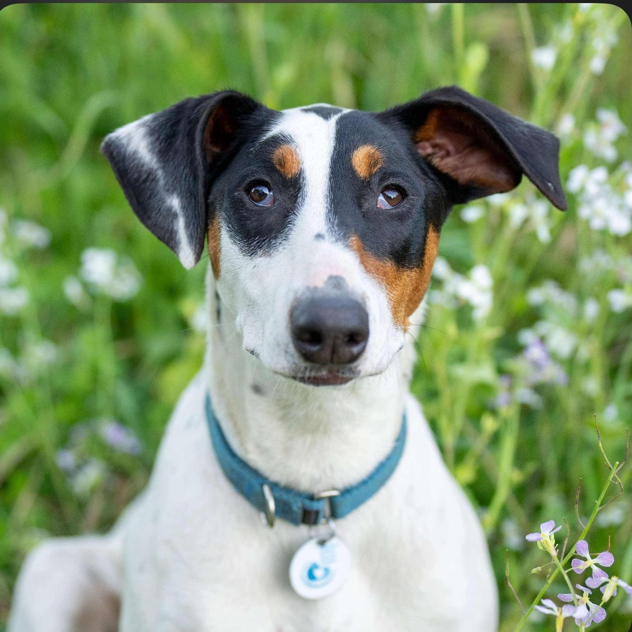 Twizzler, a Adoptable mixed breed in Santa Rosa, CA image 2/2