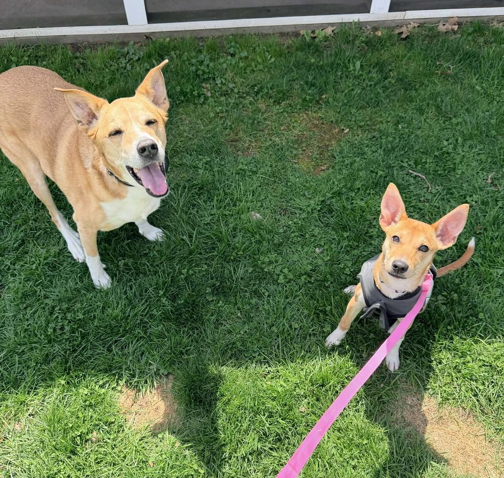 Kenzie, Adoptable, Puppy Female Mixed Breed.