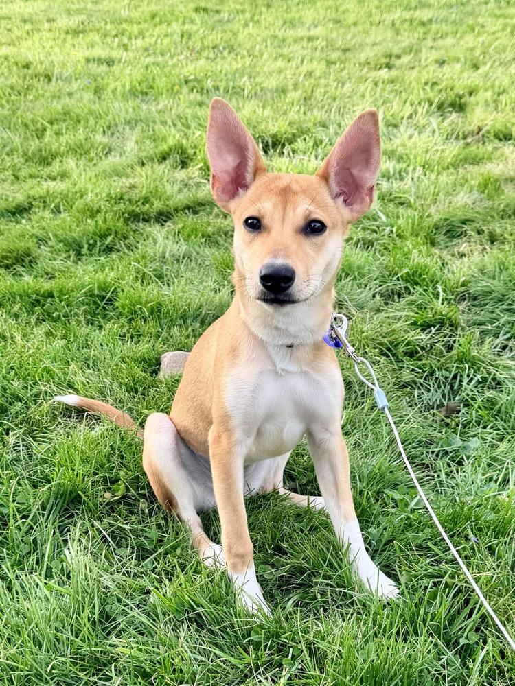 Enlarge Kenzie, a Adoptable mixed breed in Springdale, PA image 2/6