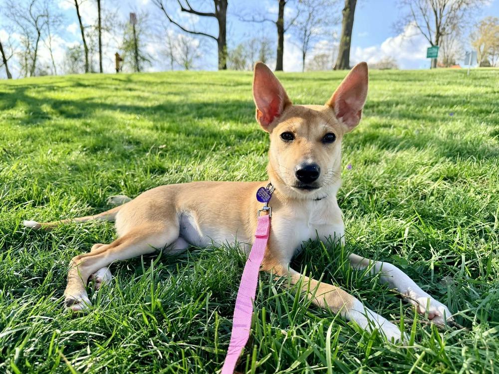 Enlarge Kenzie, a Adoptable mixed breed in Springdale, PA image 3/6