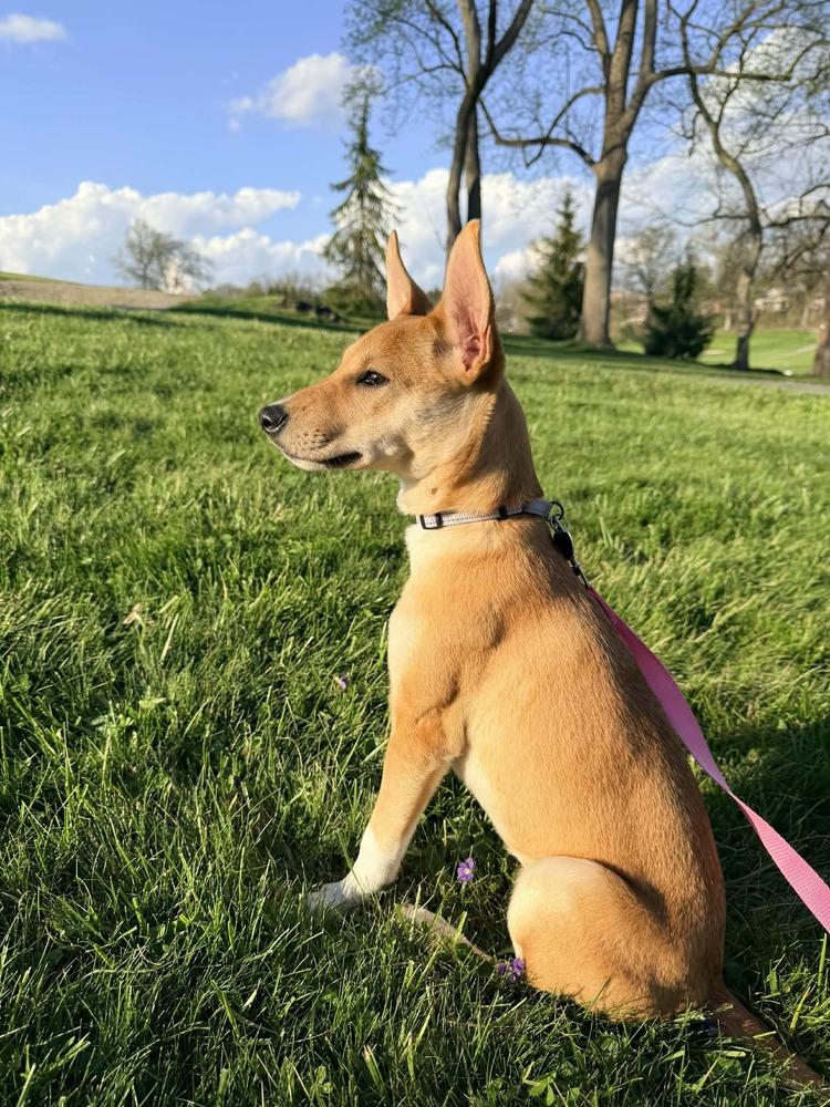 Enlarge Kenzie, a Adoptable mixed breed in Springdale, PA image 4/6