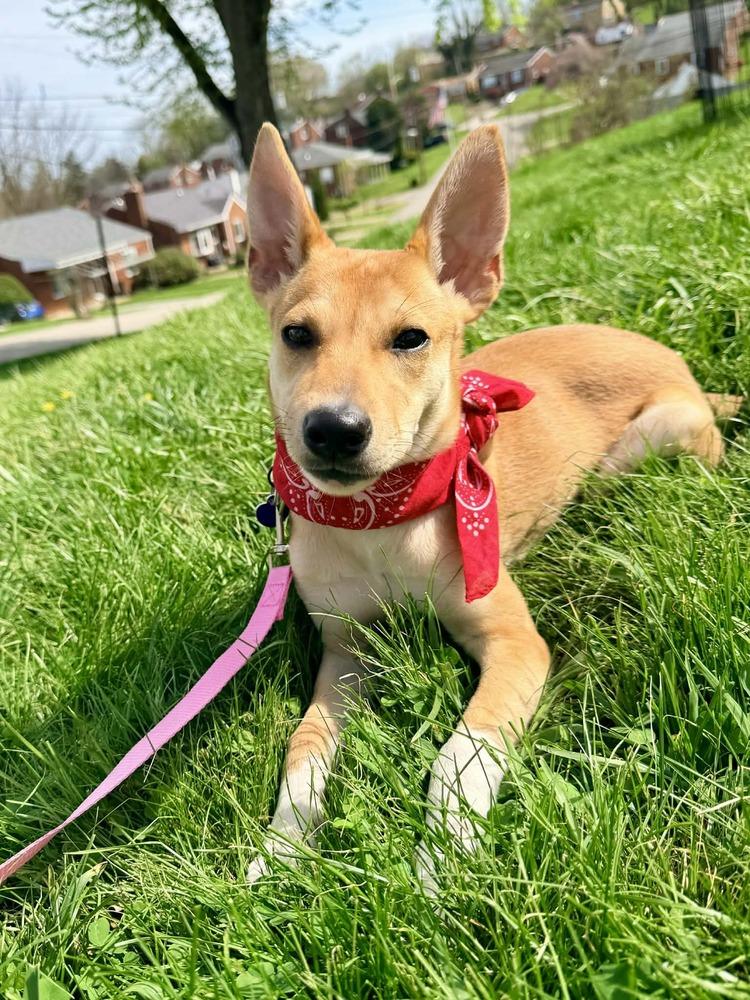 Enlarge Kenzie, a Adoptable mixed breed in Springdale, PA image 5/6