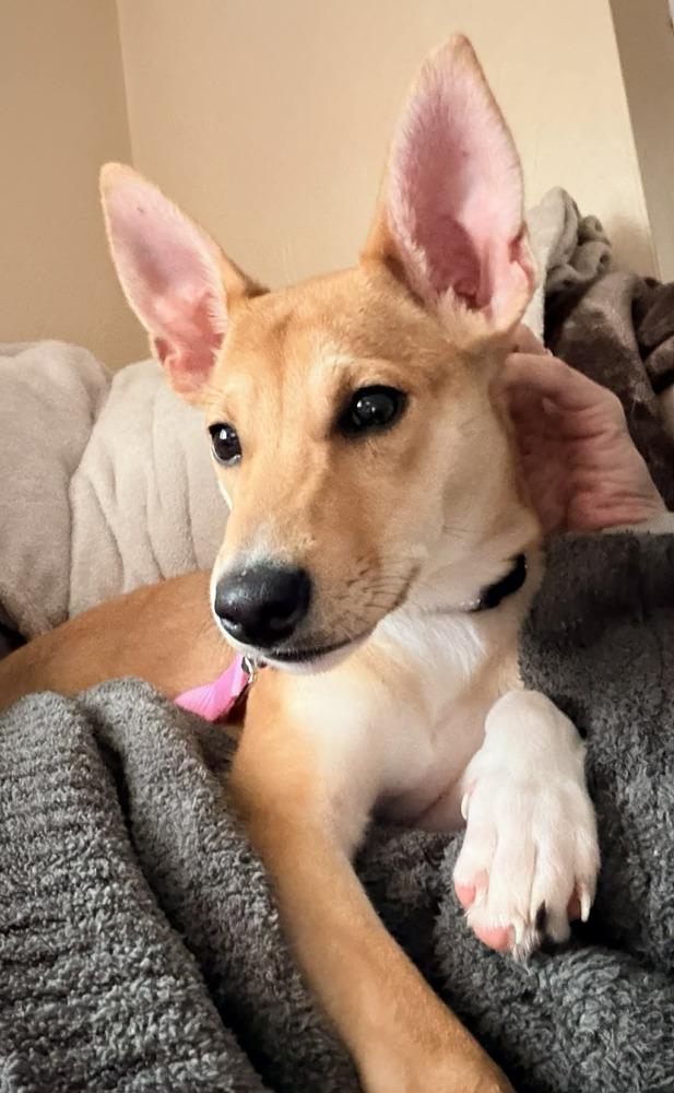 Enlarge Kenzie, a Adoptable mixed breed in Springdale, PA image 6/6