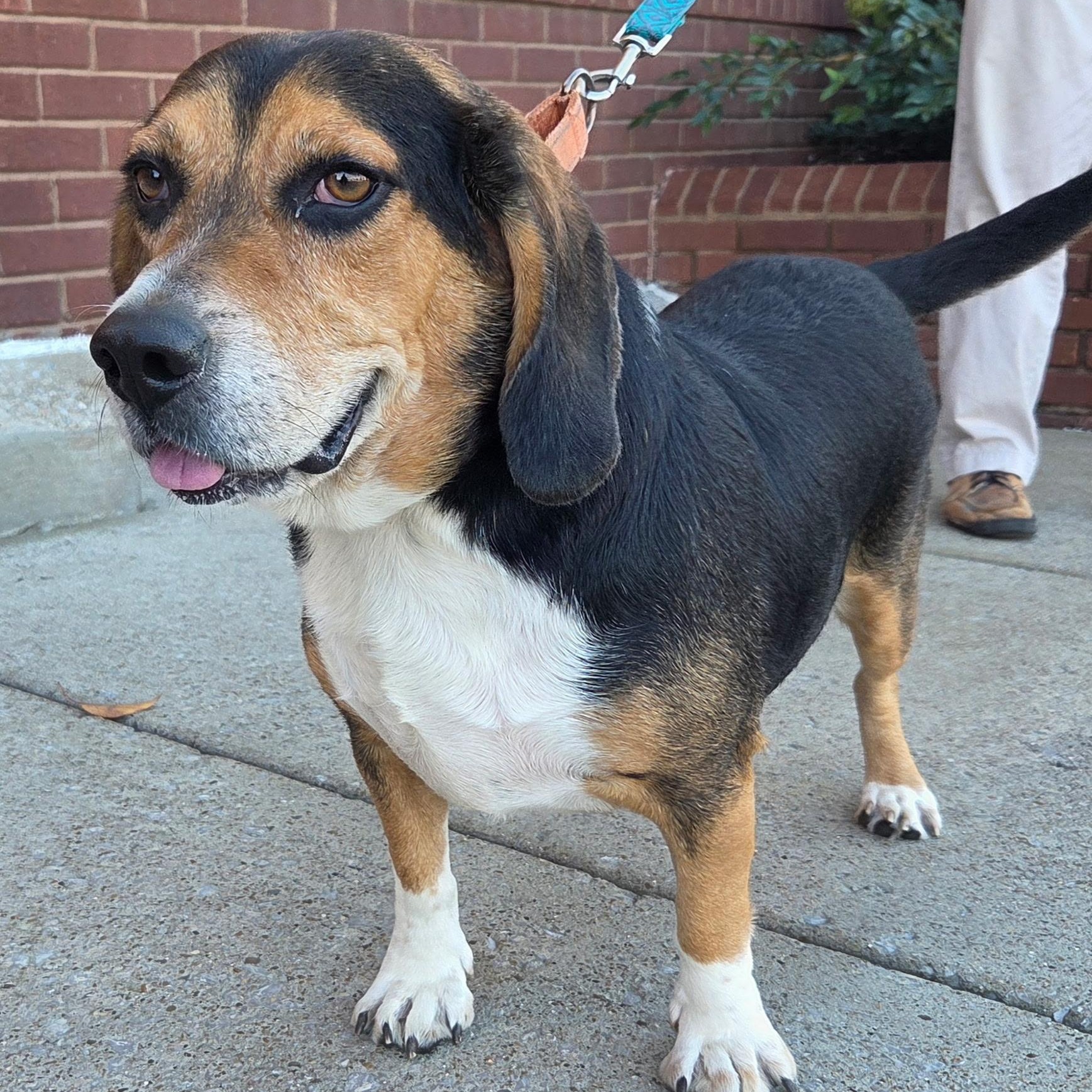 Enlarge Roscoe, a Adoptable mixed breed in Brentwood, TN image 2/4