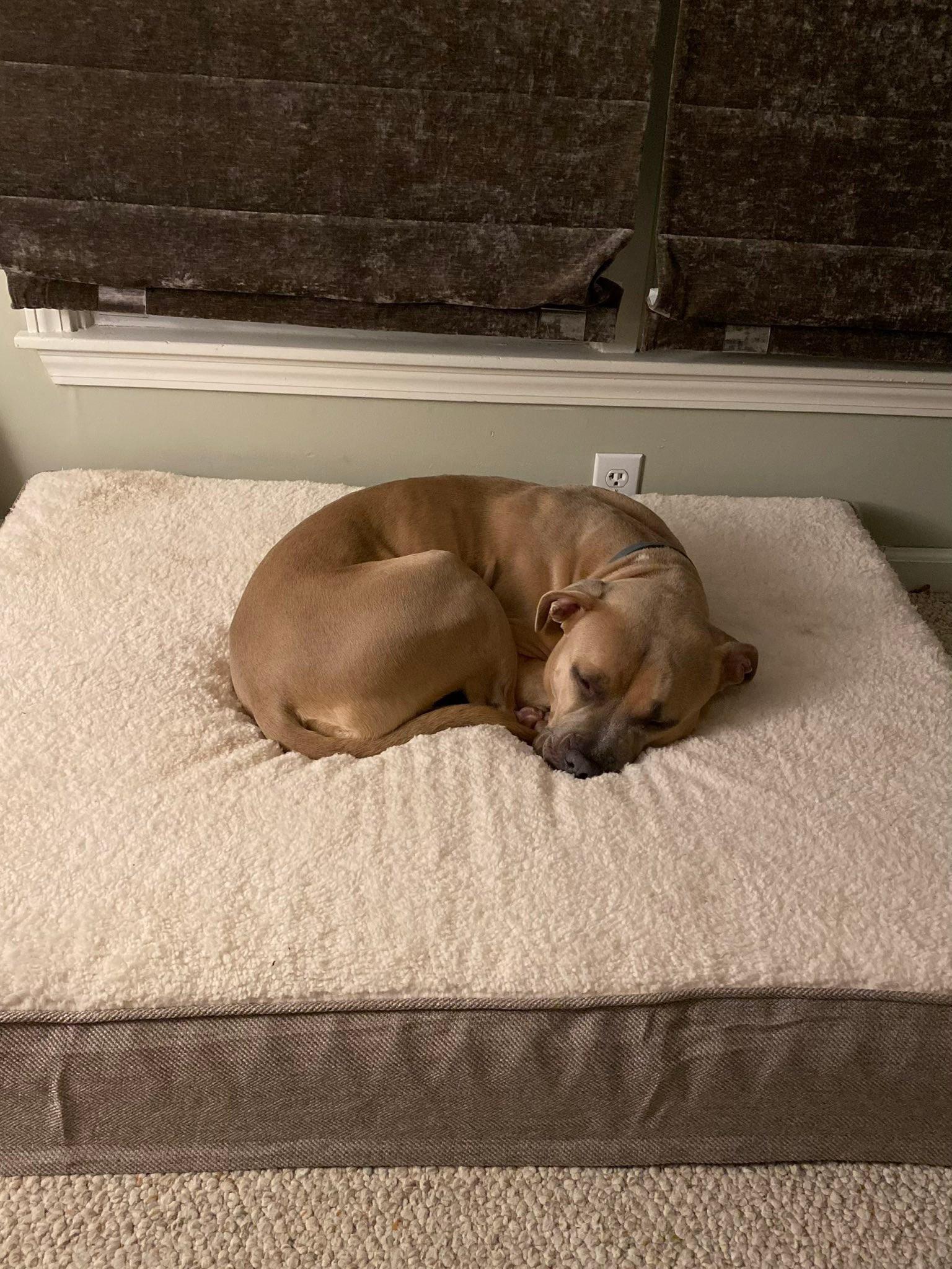 Enlarge Petunia , a ADOPTABLE mixed breed in Jamesville, NY image 3/3