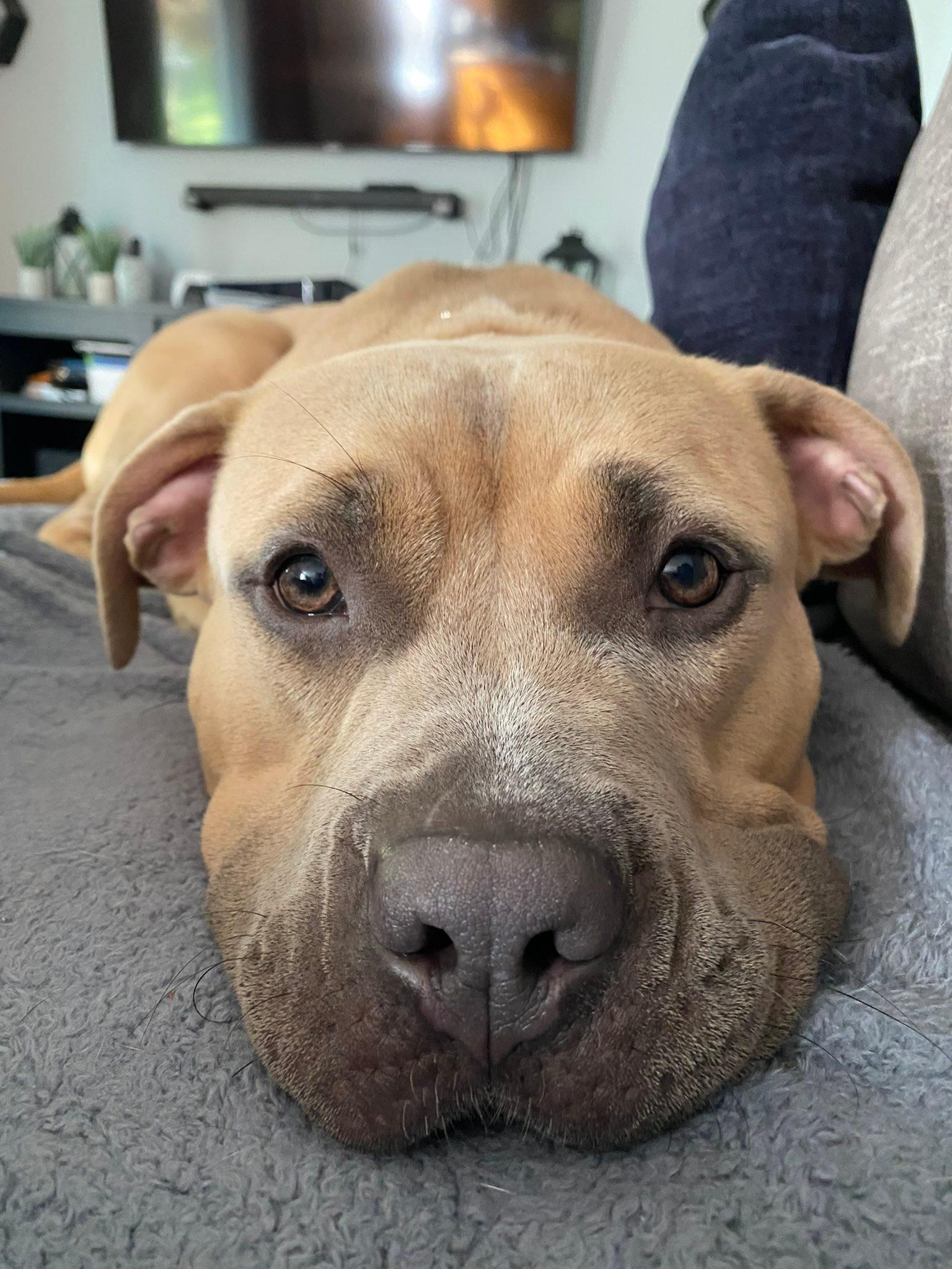 Petunia , ADOPTABLE, Young Female Terrier.