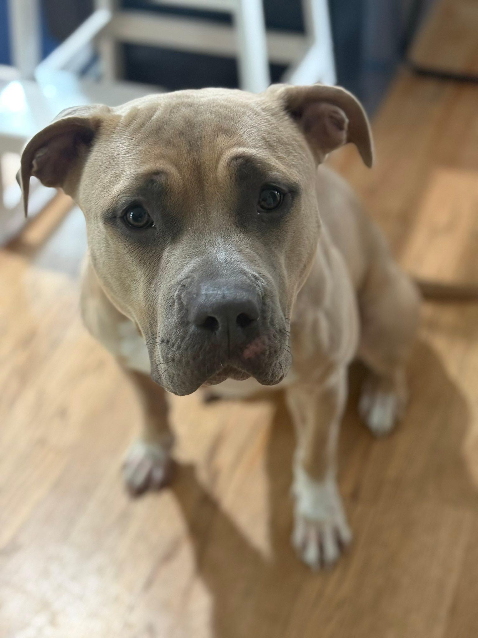 Enlarge Petunia , a ADOPTABLE mixed breed in Jamesville, NY image 2/3