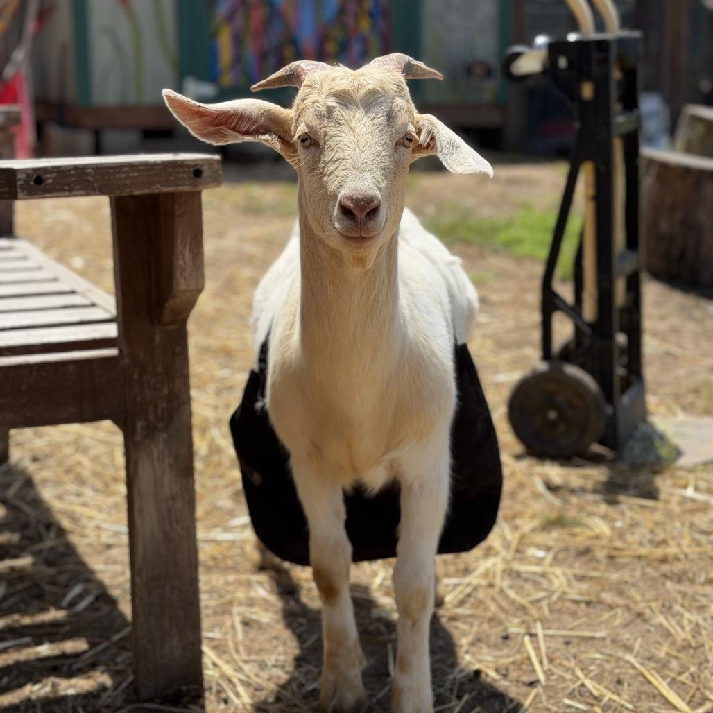 Enlarge Bernard, a Adoptable Goat in Elverta, CA image 1/1