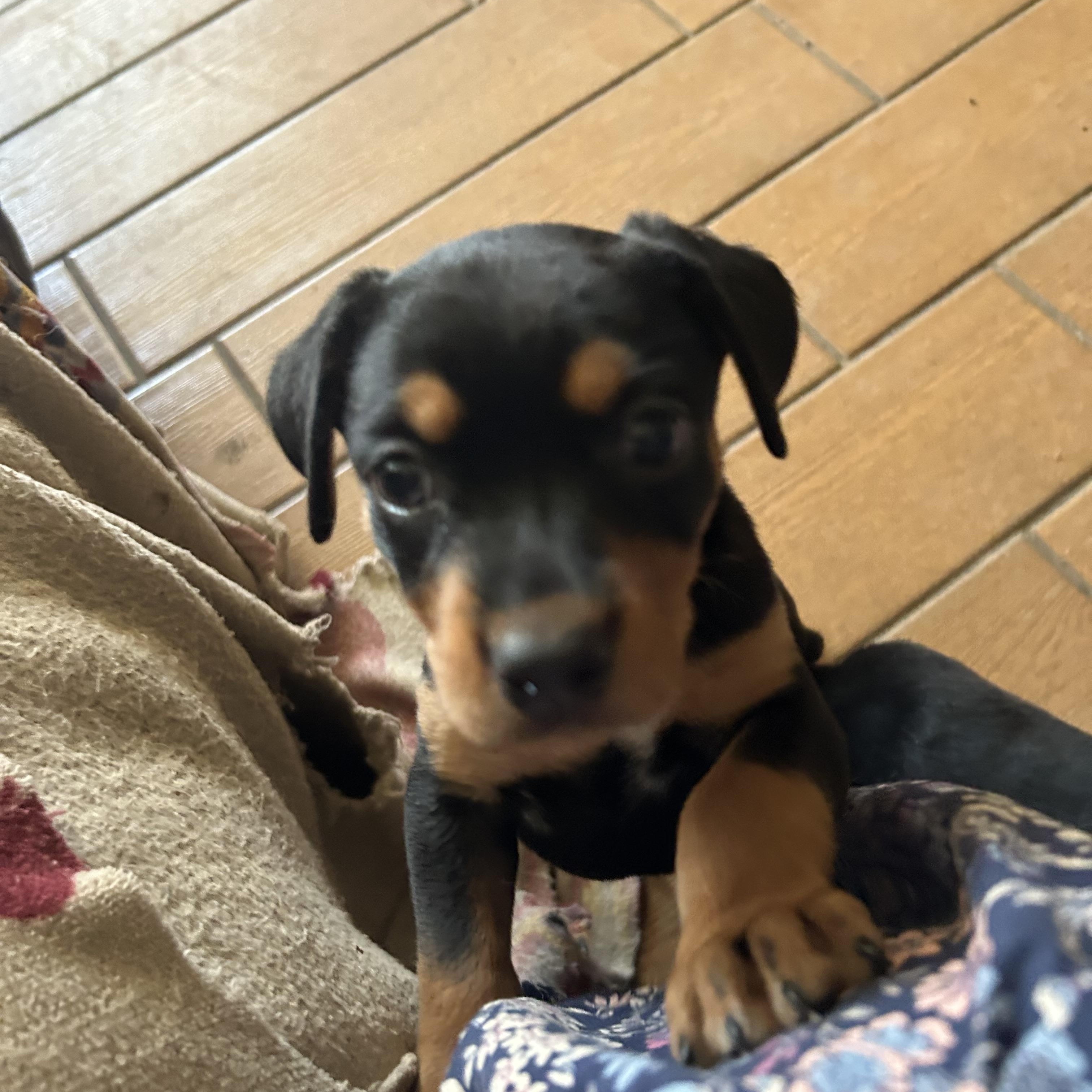 Annie, an adopted mixed breed in Pine Bluff, AR image 2/3