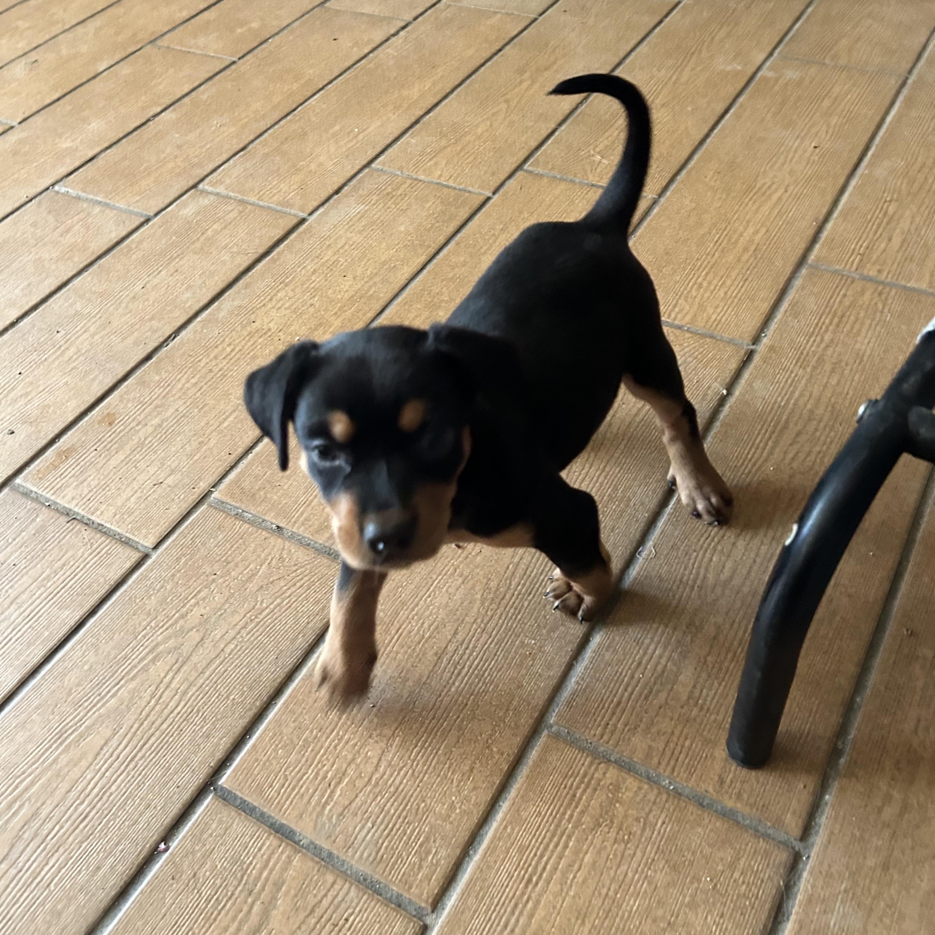 Annie, adopted, Puppy Female Rottweiler.
