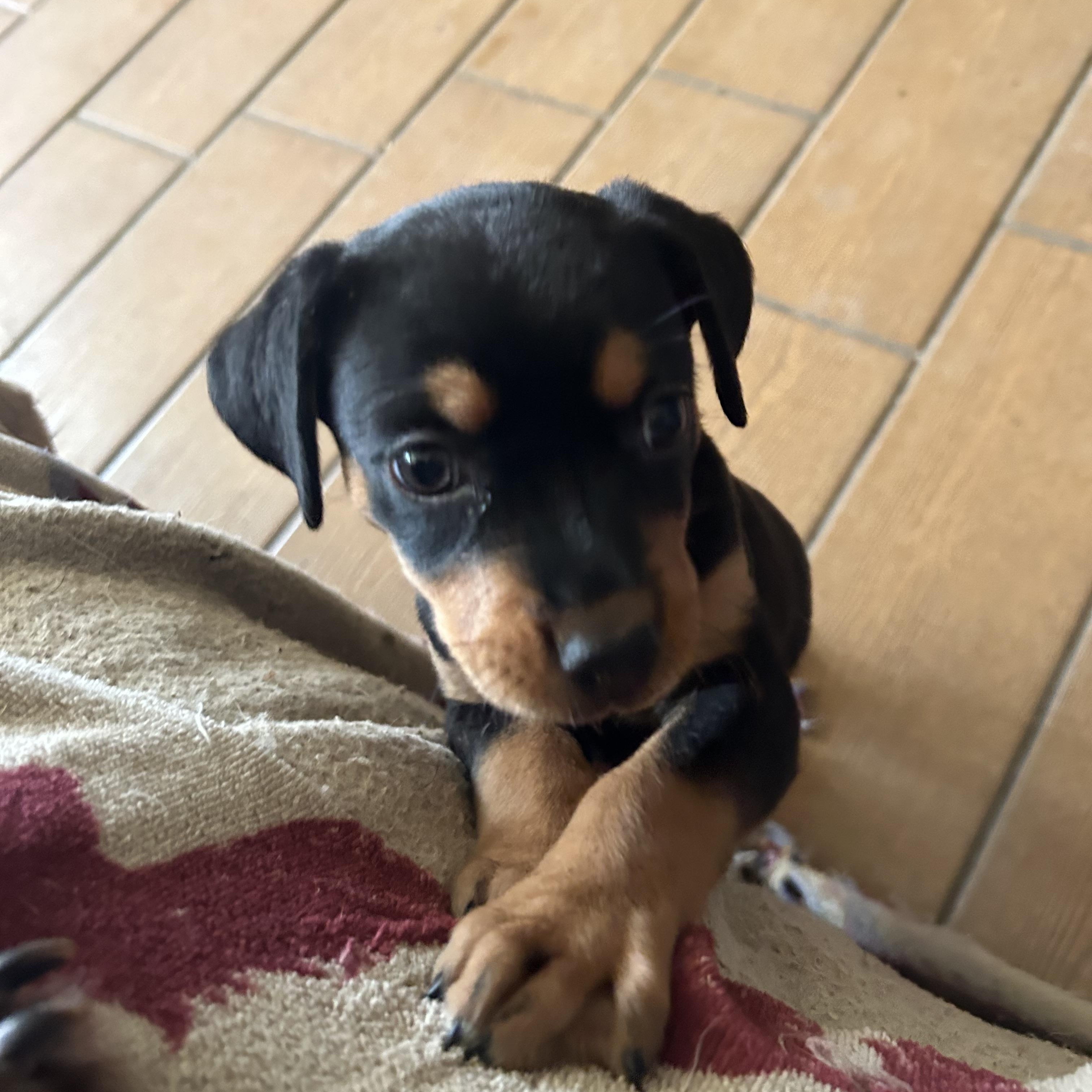 Annie, an adopted mixed breed in Pine Bluff, AR image 3/3