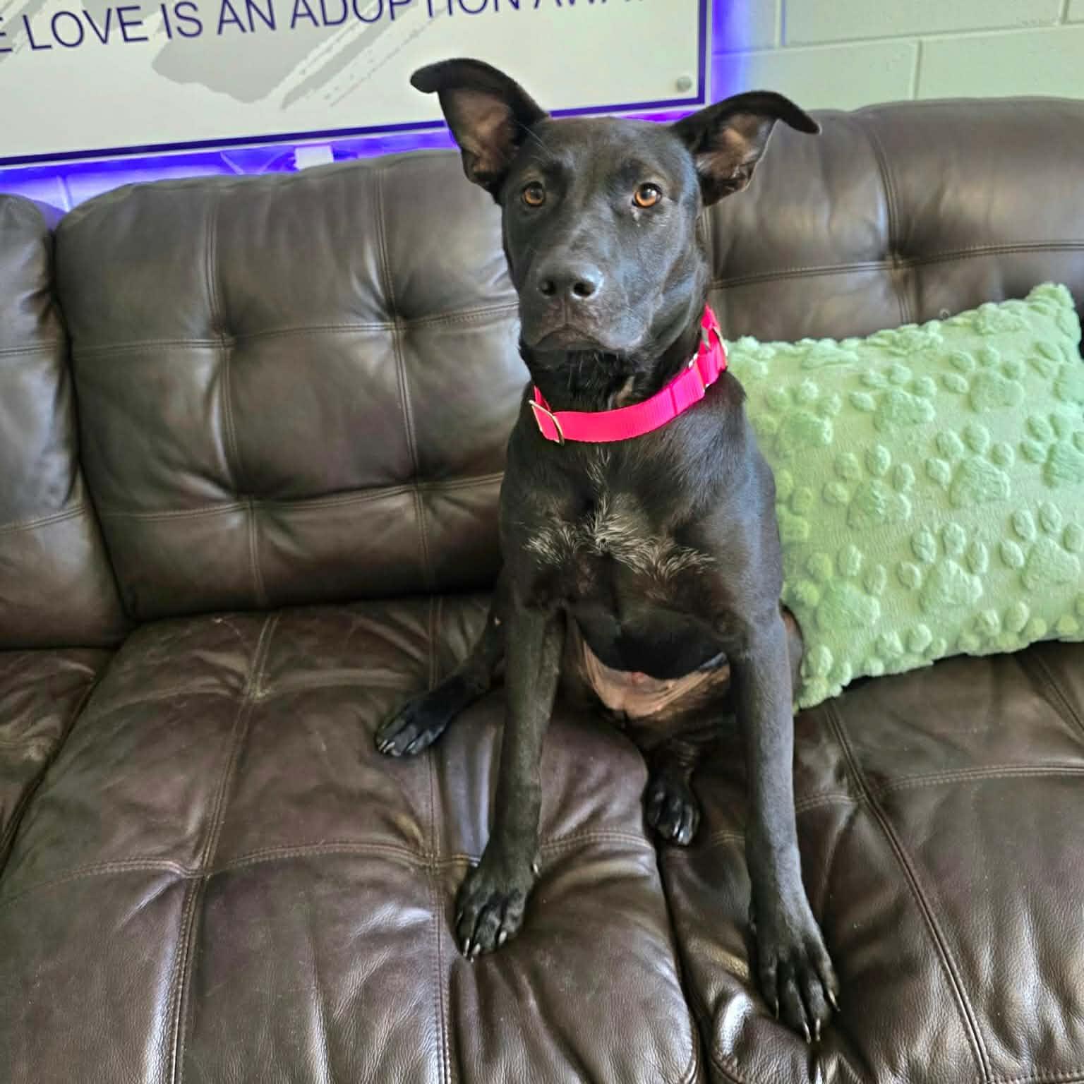 Enlarge Baby (In Training), a Adoptable mixed breed in Umatilla, FL image 2/2