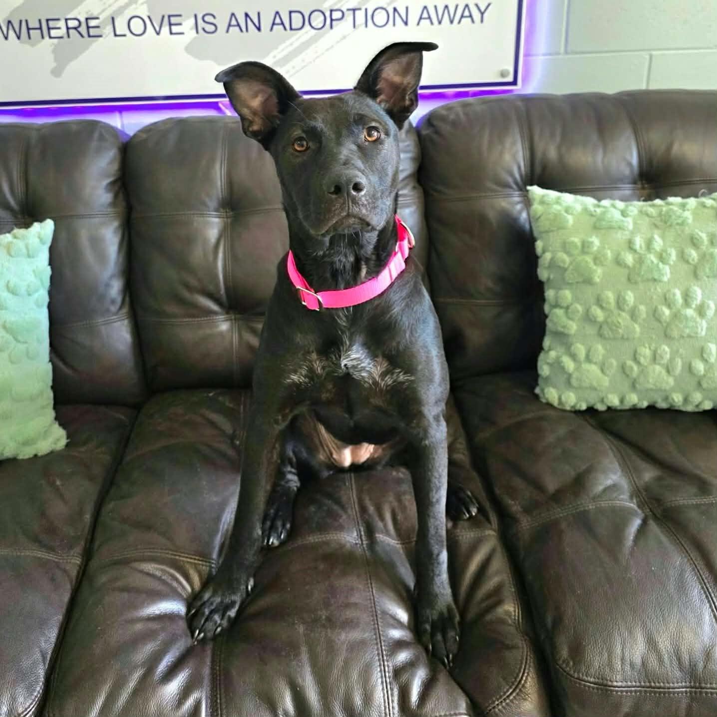 Enlarge Baby (In Training), a Adoptable mixed breed in Umatilla, FL image 1/2