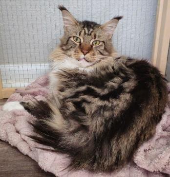 Enlarge Main Coon, a Adopted Maine Coon in Lees Summit, MO image 1/4