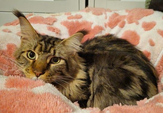 Enlarge Main Coon, a Adopted Maine Coon in Lees Summit, MO image 2/4