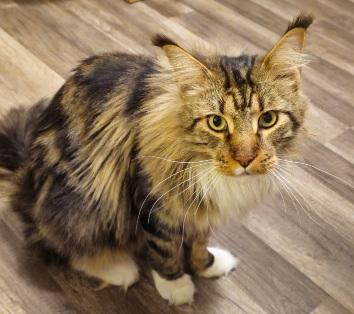 Enlarge Main Coon, a Adopted Maine Coon in Lees Summit, MO image 3/4