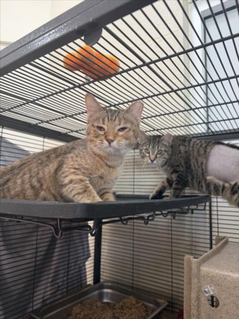 LEELA, Adoptable, Young Female Domestic Short Hair.