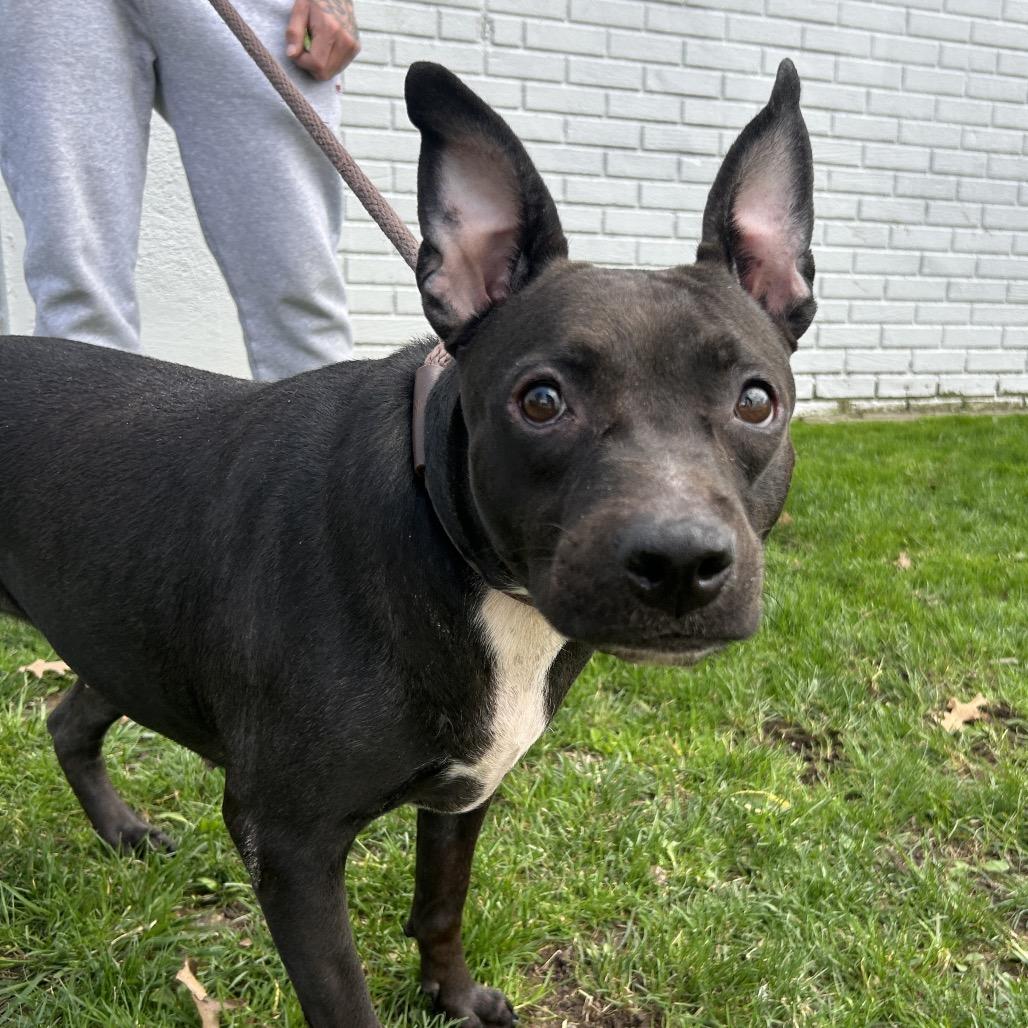 Lady Blue, Adoptable, Adult Female Bull Terrier & Mixed Breed.