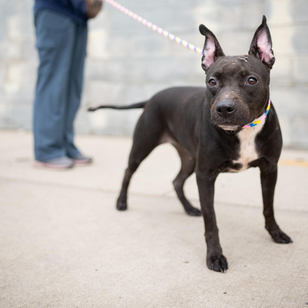 Lady Blue, a Adoptable mixed breed in Newark, NJ image 2/2