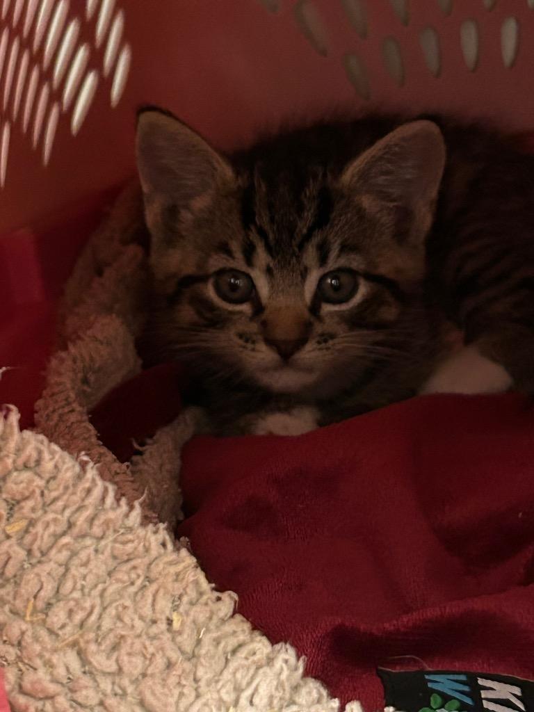Tigger Jr, Adoptable, Young Male Domestic Short Hair.