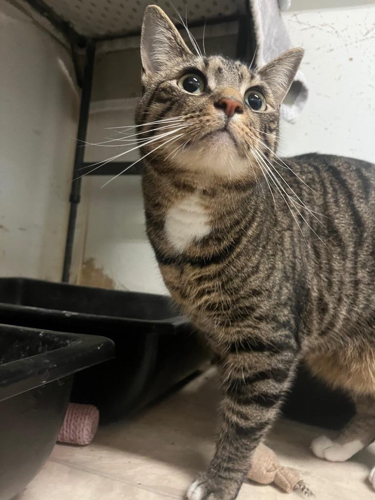 Tigger Jr, Adoptable, Young Male Domestic Short Hair.